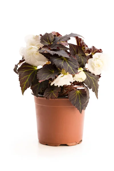 White Begonia Plant Flowerpot Isolated White — Stock Photo, Image