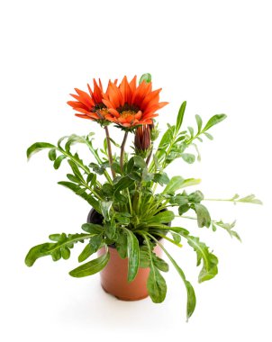 Renkli Gazania bitki üzerinde beyaz izole saksının içinde 