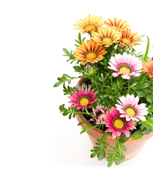 Colorful Gazania Plants Flowerpot Isolated White — Stock Photo, Image