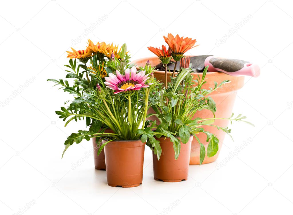 Colorful  Gazania flowers in flowerpot isolated on white. Ready for planting. 