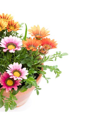 Renkli Gazania bitki üzerinde beyaz izole saksının içinde 