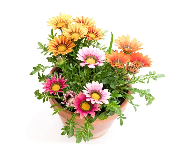 Bunte Gazania Pflanzen Blumentopf Isoliert Auf Weiß — Stockfoto