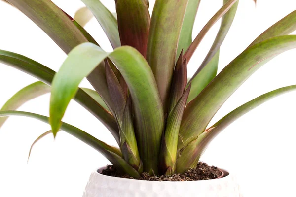 Alte Guzmania Pflanze Mit Neuen Sprossen Isoliert Auf Weiß — Stockfoto