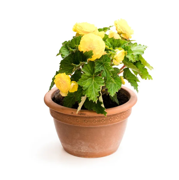 Yellow Begonia Plant Flowerpot Isolated White — Stock Photo, Image