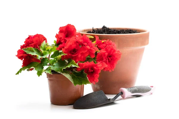 Красная Бегония Растение Цветочный Горшок Изолированы Белом — стоковое фото