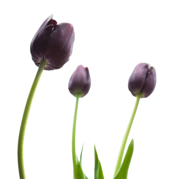 Macro Image Black Tulips Isolated White — Stock Photo, Image