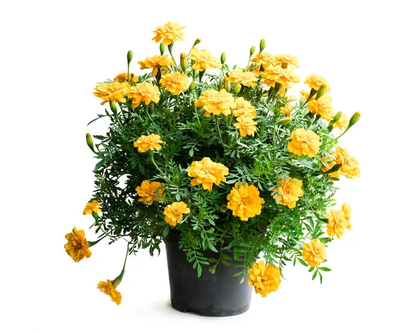 Gelbe Ringelblumenpflanze Dunklen Eimer Isoliert — Stockfoto