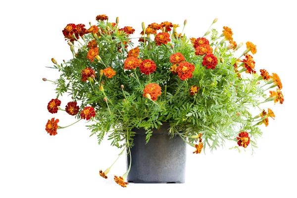 Orange Ringelblumenpflanze Dunklen Eimer Isoliert Auf Weiß — Stockfoto