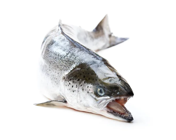 Рыба Лосося Изолированы Белом Фоне — стоковое фото
