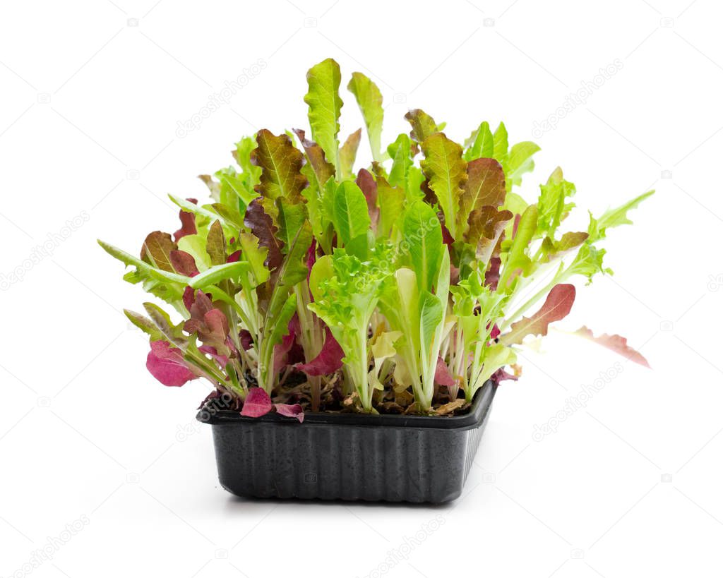 Fresh  baby leaf salad lettuce in black tray isolated on white 