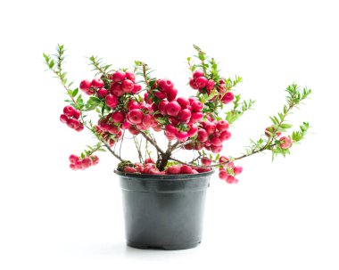 Evergreen  Christmas plant in pot isolated on white  clipart