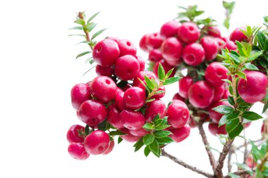 Evergreen Noel bitki üzerinde beyaz izole 