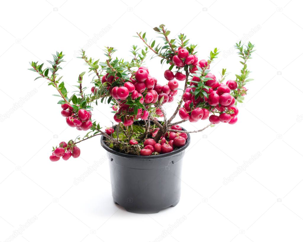 Evergreen  Christmas plant in pot isolated on white 