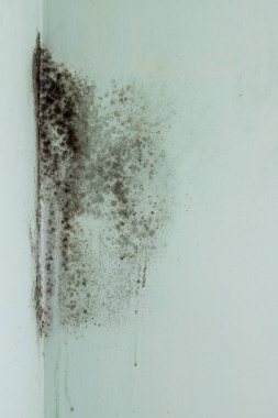 Odanın köşesindeki siyah küf. 