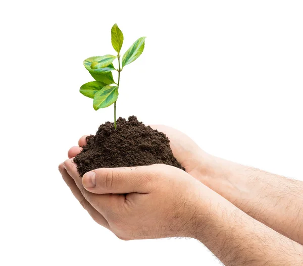 Growing green plant in man hands isolated on white — Stock Photo, Image