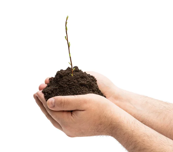 Uprawa zielonej rośliny w rękach człowieka na białym tle — Zdjęcie stockowe