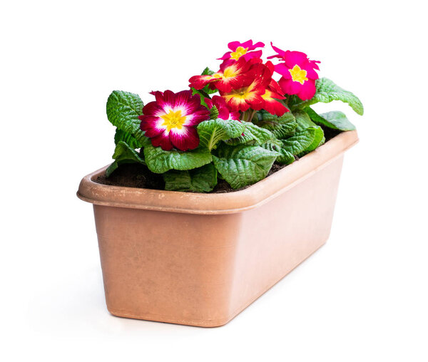 Colorful Primulas in rectangular pot isolated on white 