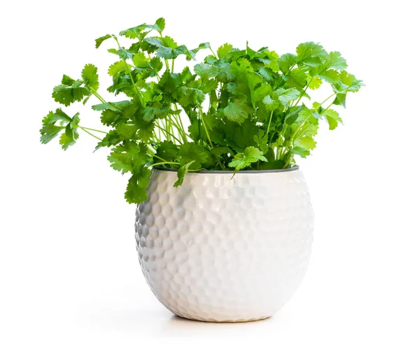 Koriander plant in een pot geïsoleerd op wit — Stockfoto