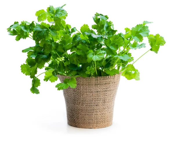 Coriander plant in a pot isolated on white — Stock Photo, Image