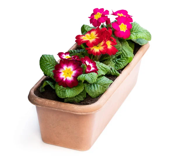 Primulas coloridas en maceta rectangular aislada en blanco — Foto de Stock