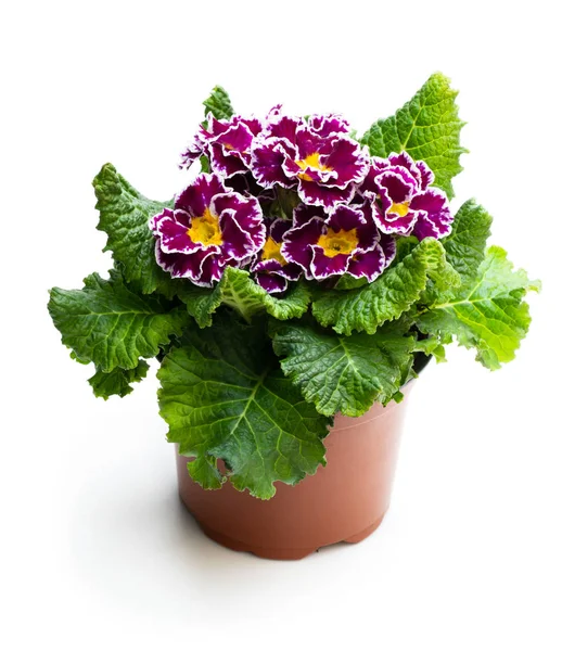 Colorful Primulas in pot isolated on white — Stock Photo, Image
