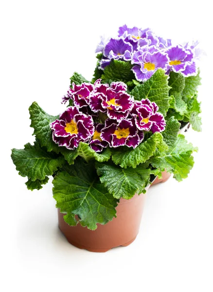 Colorful Primulas in pots isolated on white — Stock Photo, Image