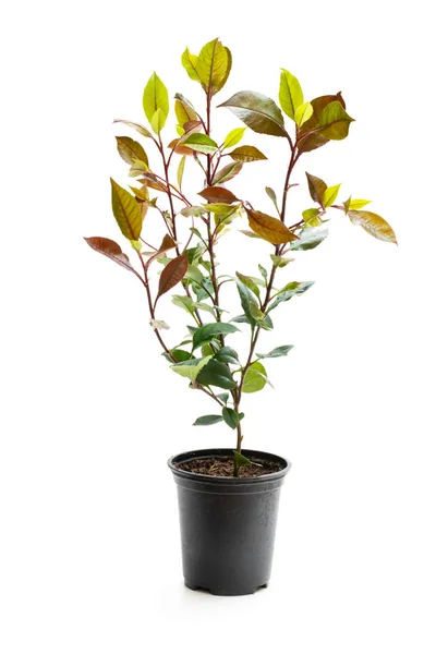 Photinia plante en pot noir isolé sur blanc. Prêt pour la plantation . — Photo