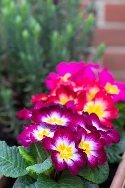 Açık alanda saksıda renkli Primulas 