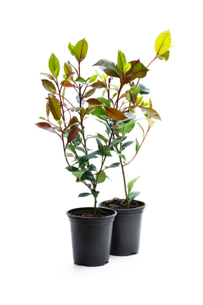 Photinia plants in black pot isolated on white. Ready for planting. 