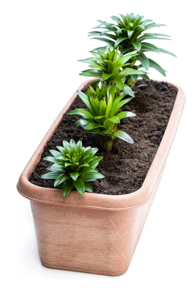 Little Lily Flower groddar i Garden Pot isolerad på vitt — Stockfoto