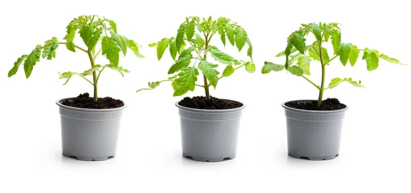 Conjunto de planta de tomate em vasos isolados em um branco — Fotografia de Stock