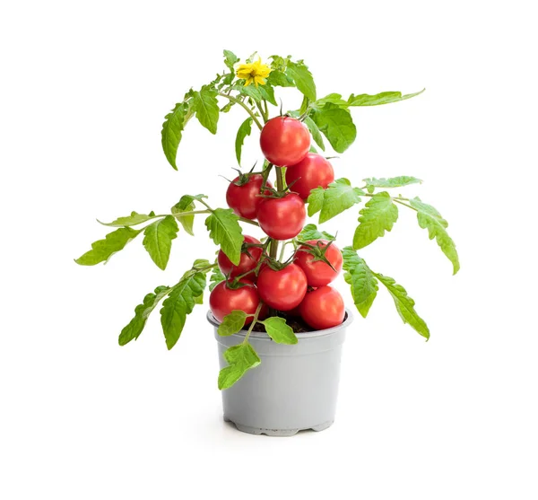 Planta de tomate fresca cultivada en casa con tomates. Concepto de cosecha enorme —  Fotos de Stock