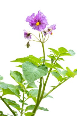 Çiçekleri beyaz izole patates bitkisi 