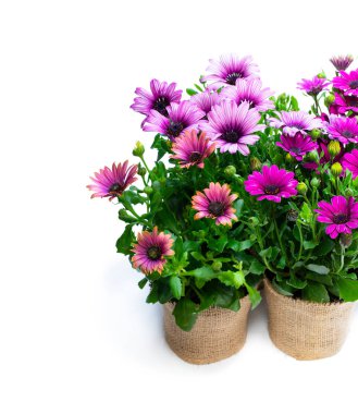 güzel renkli papatya çiçekleri beyaz izole çul süslenmiş küçük tencere 