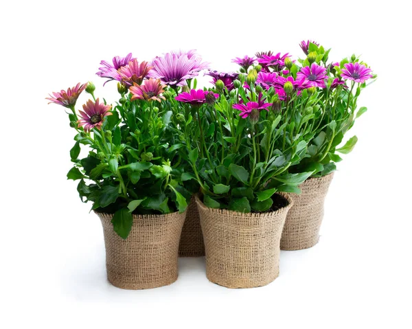 Group of colorful daisy flowers in small pots decorated with sackcloth isolated on white — Stock Photo, Image