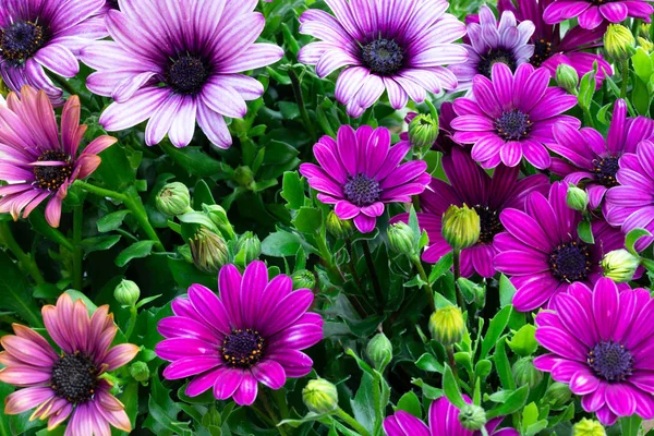 Top view of colorful daisy flowers — Stock Photo, Image