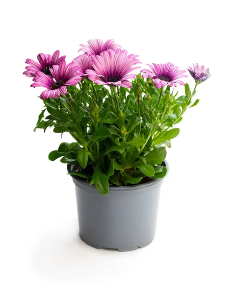 Beautiful colorful daisy flowers in small pot isolated on white — Stock Photo, Image