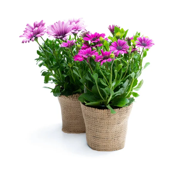 Beyaz izole çuval bezi ile süslenmiş küçük tencerelerde renkli papatya çiçekleri 