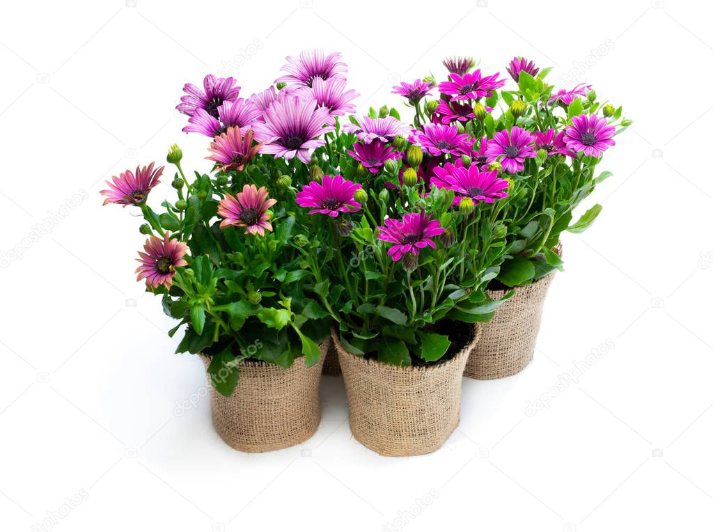 Group of colorful daisy flowers in small pots decorated with sackcloth isolated on white 