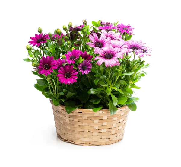 Group of colorful daisy flowers in wicker basket isolated on white — Stock Photo, Image
