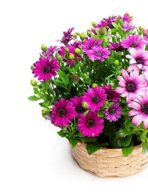 Beyaz izole hasır sepet renkli papatya çiçeklergrubu 