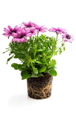 Kökleri beyaz izole ile güzel renkli papatya çiçekleri 