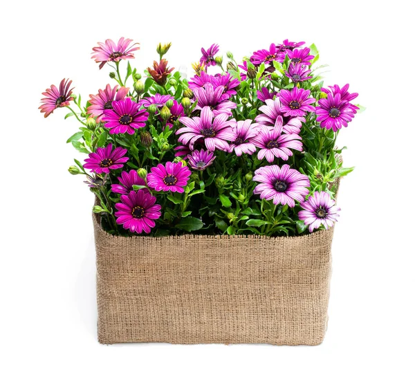 Group of colorful daisy flowers in sack cloth basket isolated on white — Stock Photo, Image