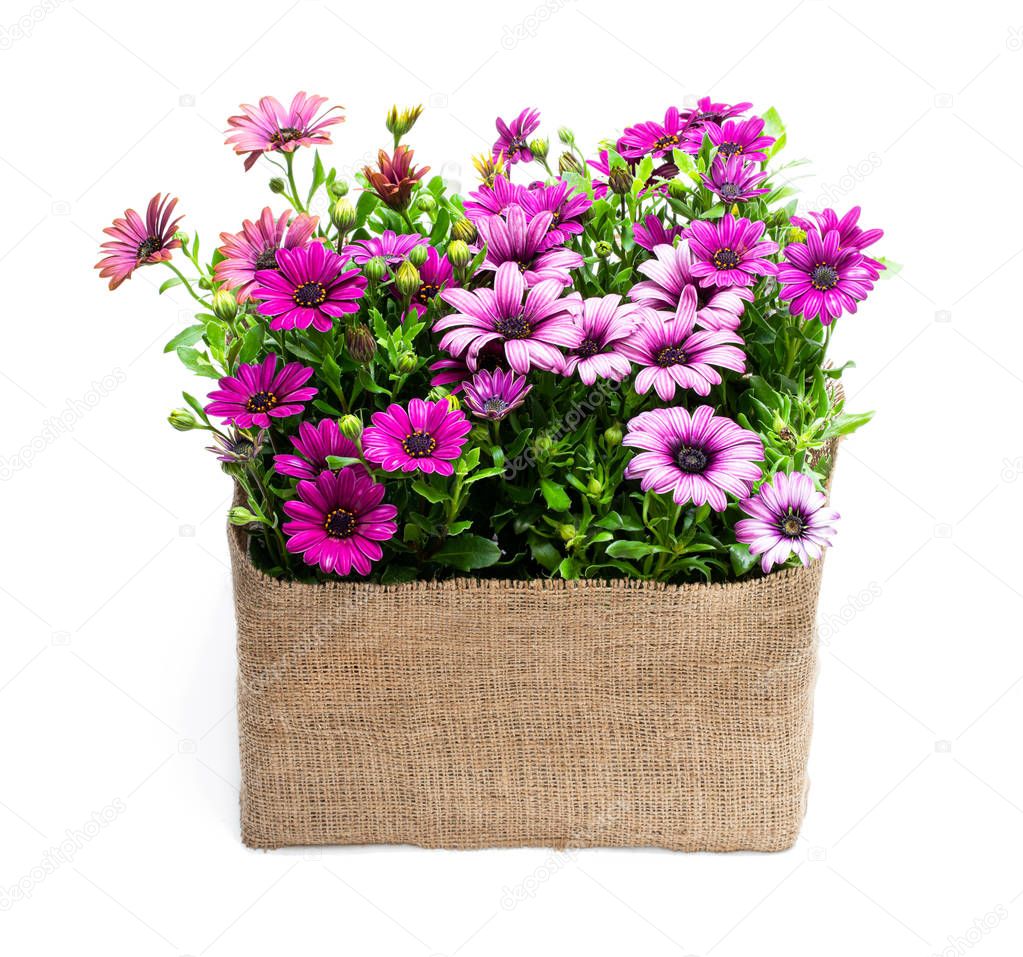 Group of colorful daisy flowers in sack cloth basket isolated on white 