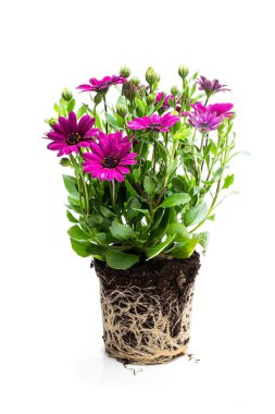 Kökleri beyaz izole ile güzel renkli papatya çiçekleri 