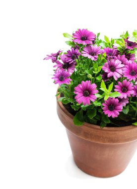 Beyaz izole kil tencerede renkli papatya çiçekleri Grubu 