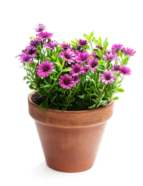 Gruppo di fiori margherita colorati in vaso d'argilla isolato su bianco — Foto Stock