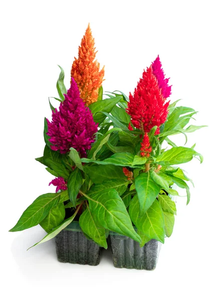 Set of colorful celosia plant isolated on white — Stock Photo, Image