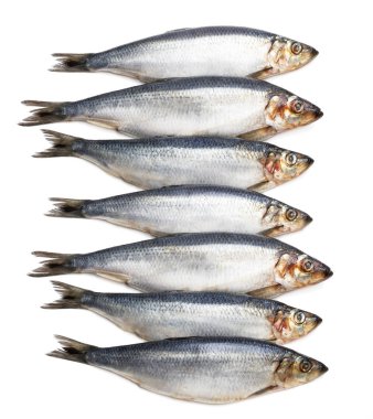 Taze ringa balığı seti beyazda izole edilmiş. 