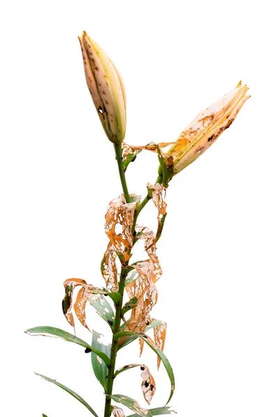Lily Disease Coase door larven Lily kevers — Stockfoto